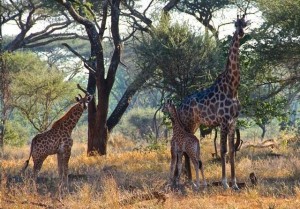 Ron Howard snapped this picture (and then tweeted it) on a photo safari to Zimbabwe in early June while he and wife Cheryl celebrated their 39th wedding anniversary.  Ron didn't comment on whether these giraffes seemed selfish, and fortunately there wasn't any lightning that day to provide any proof either.  Ron always has interesting photos in his Twitter posts.  Follow him at @RealRonHoward.